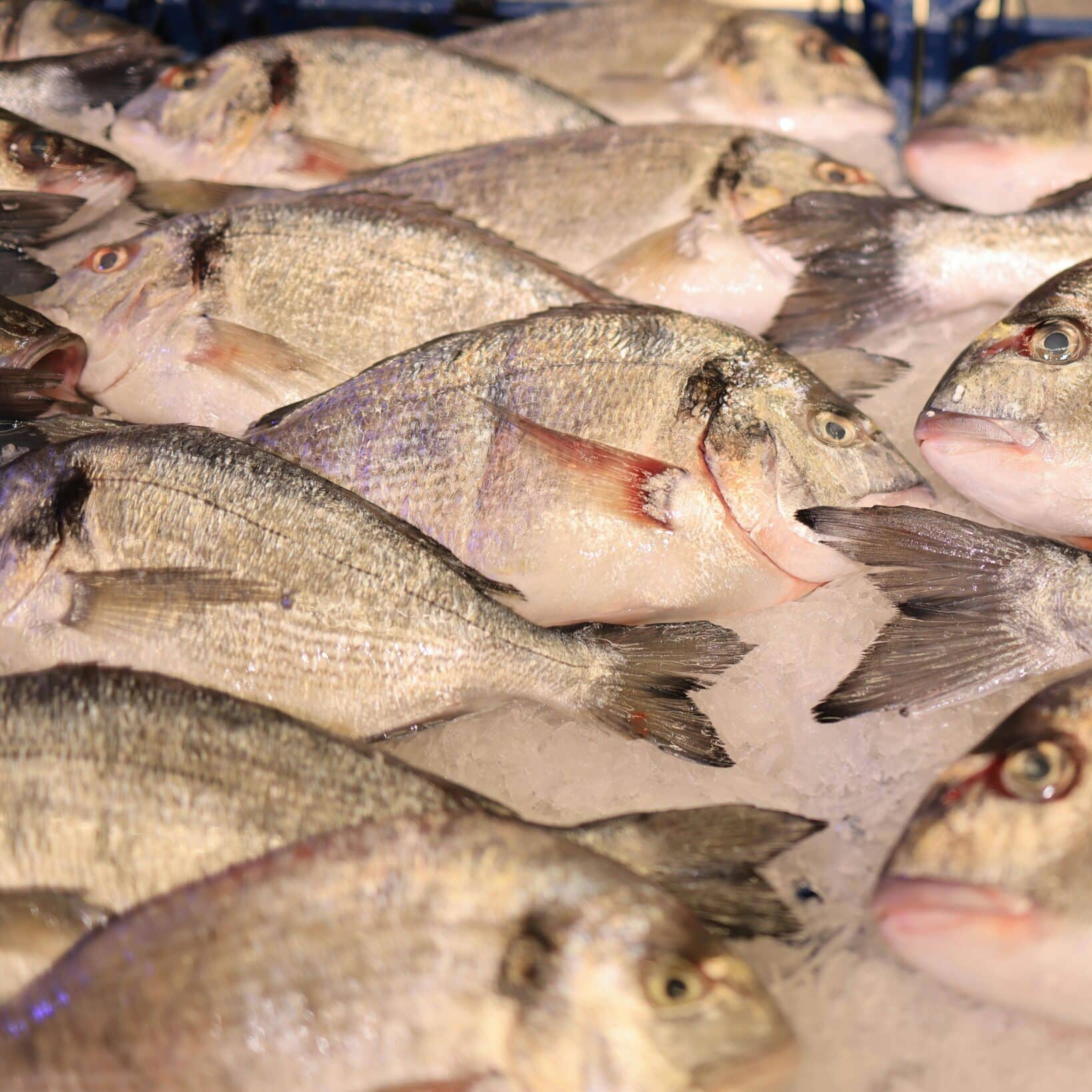 A close-up of fresh dorado fish arranged on ice in a market setting.